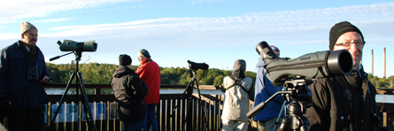 Skadare. Foto: M Elmberg